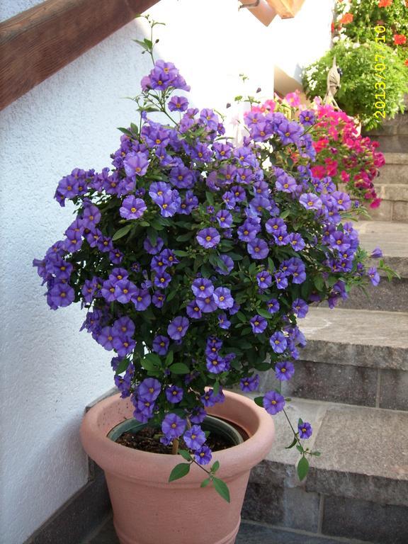 Haus Gmahblick Ferienwonungen Hotel Alpbach Exterior photo